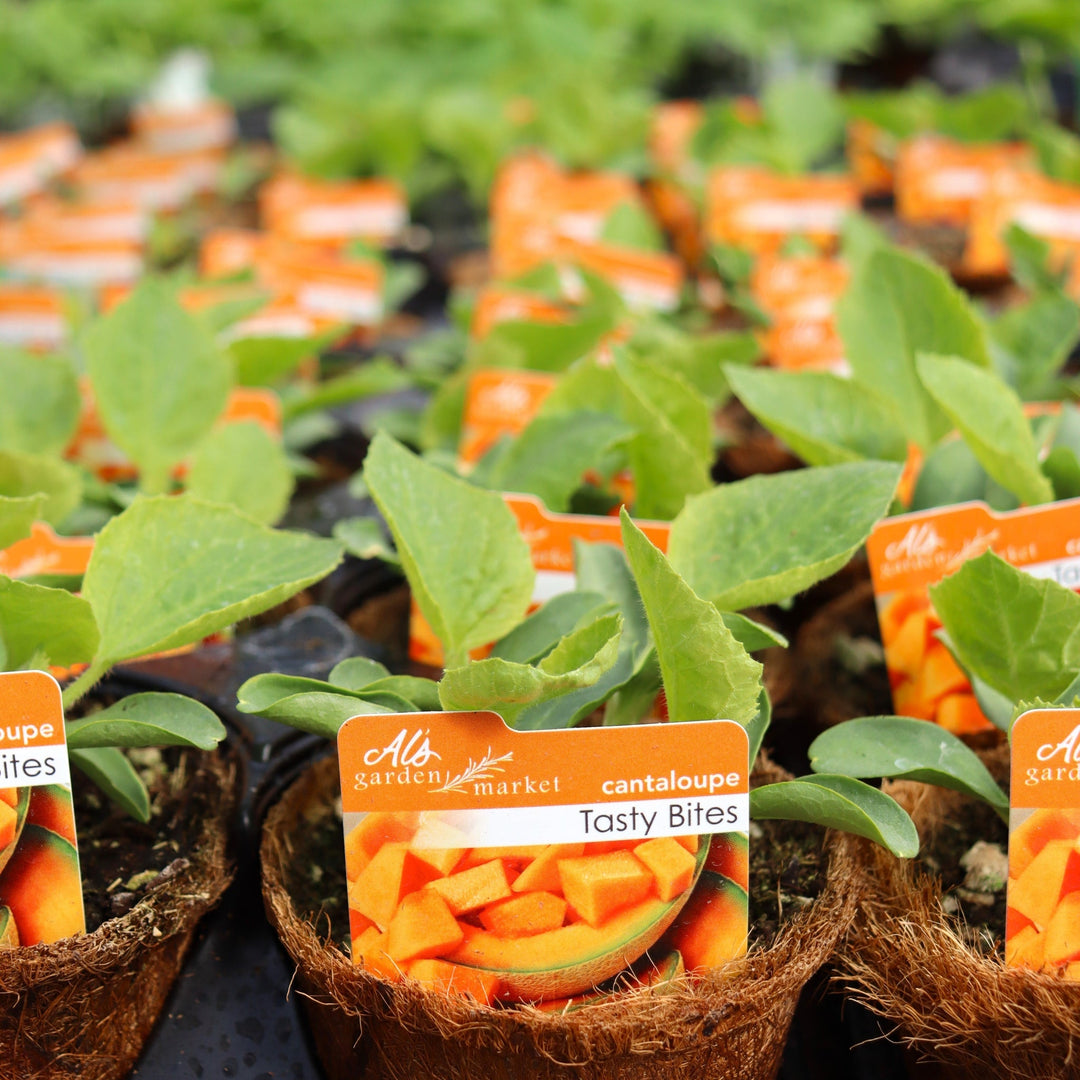 Cucumis melo 'Tasty Bites' Cantaloupe, 4 Inch Annual