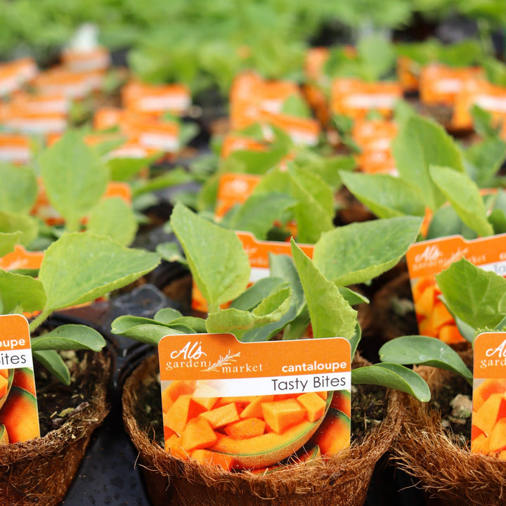 Cucumis melo 'Tasty Bites' Cantaloupe, 4 Inch Annual