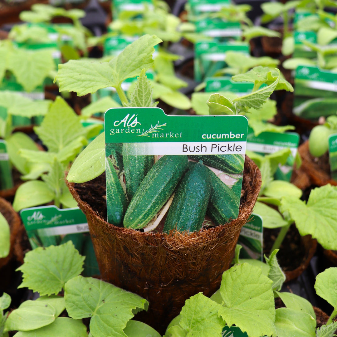 Cucumis sativus 'Bush Pickle' Cucumber, 4 Inch Annual