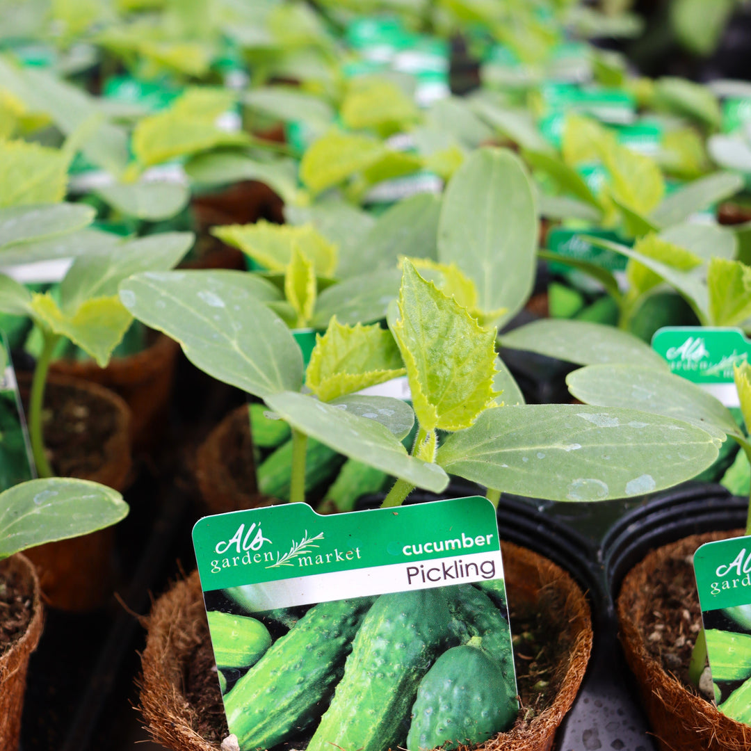 Cucumis sativus 'Pickling' Cucumber, 4 Inch Annual