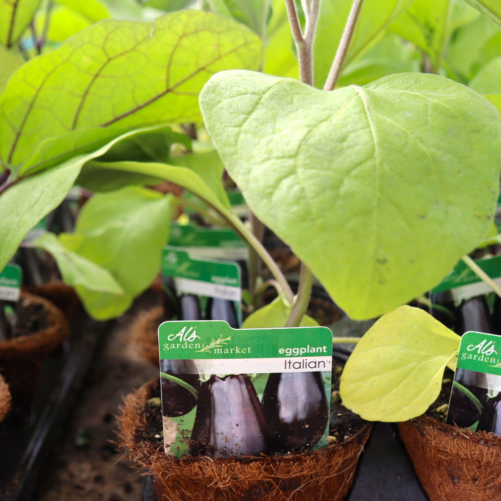 Solanum melongena 'Galine' Eggplant, 4 Inch Annuals