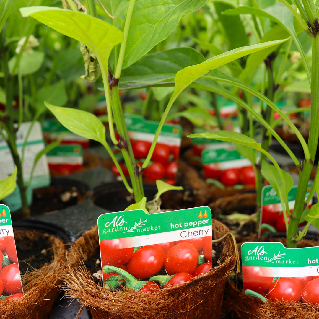 Capsicum annuum 'Red Hot Cherry' Hot Pepper, 4 Inch Annual