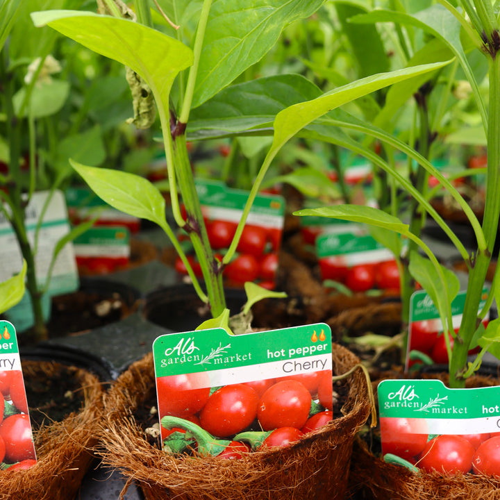 Capsicum annuum 'Red Hot Cherry' Hot Pepper, 4 Inch Annual