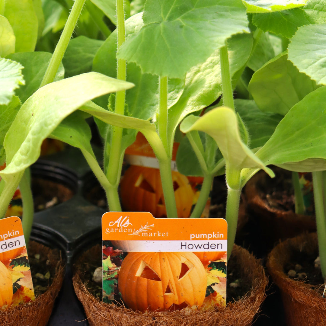 Cucurbita pepo 'Howden' Acorn Squash, 4 Inch Annuals