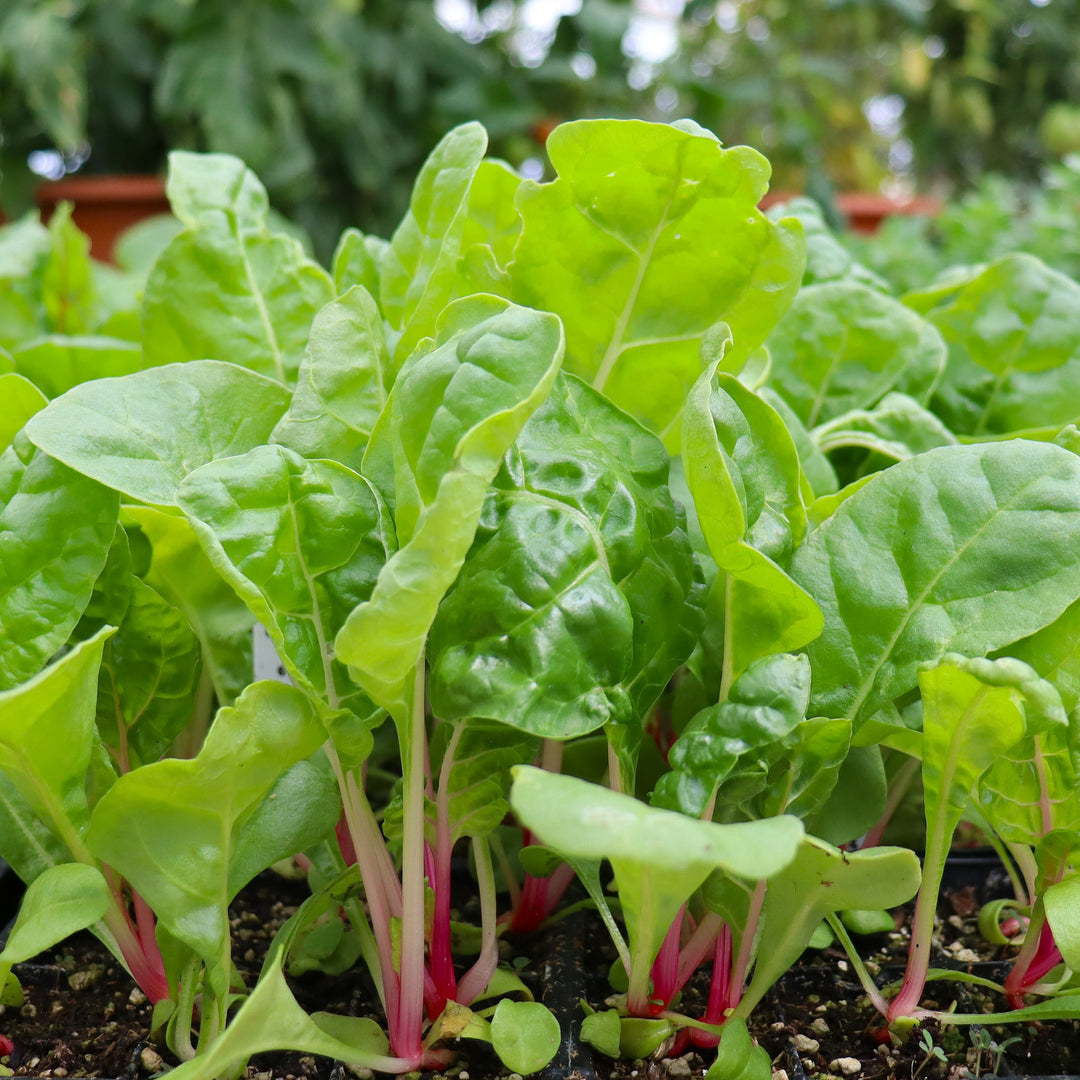 Beta vulgaris 'Peppermint' Swiss Chard, 6-Pack Annual