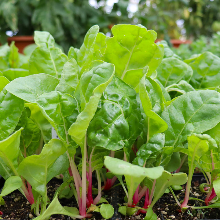Beta vulgaris 'Peppermint' Swiss Chard, 6-Pack Annual