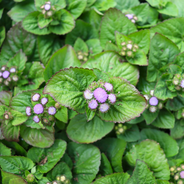 Ageratum houstonianum 'Hawaii 5.0 Blue' Floss Flower, 3-Pack Annual