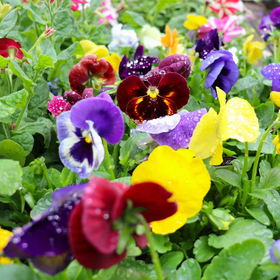 Pansy