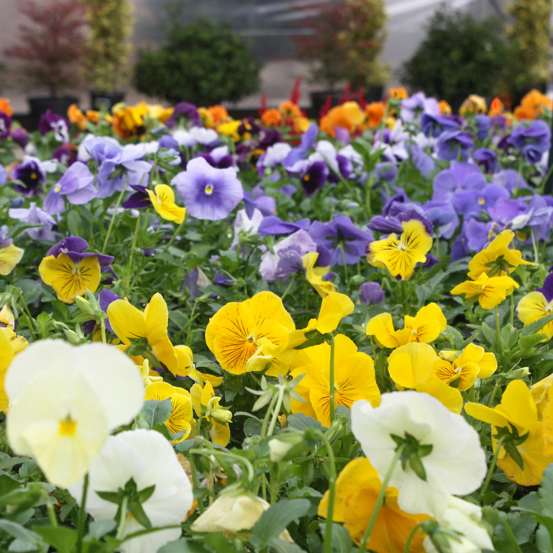 Viola x wittrockiana Assorted Pansy, 3-Pack Annual