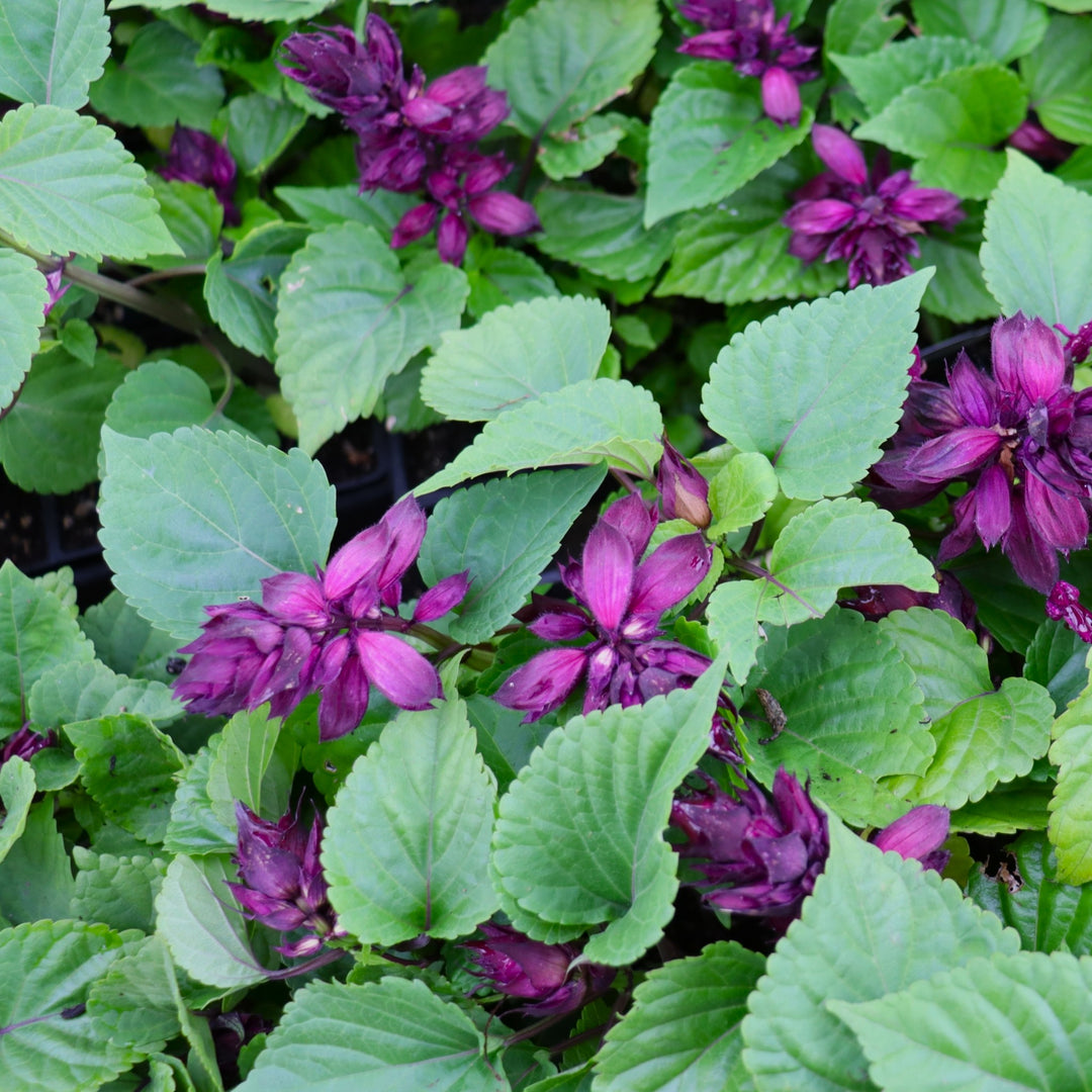 Salvia splendens 'PAS3292' Vista™ Purple Scarlet Sage, 3-Pack Annual