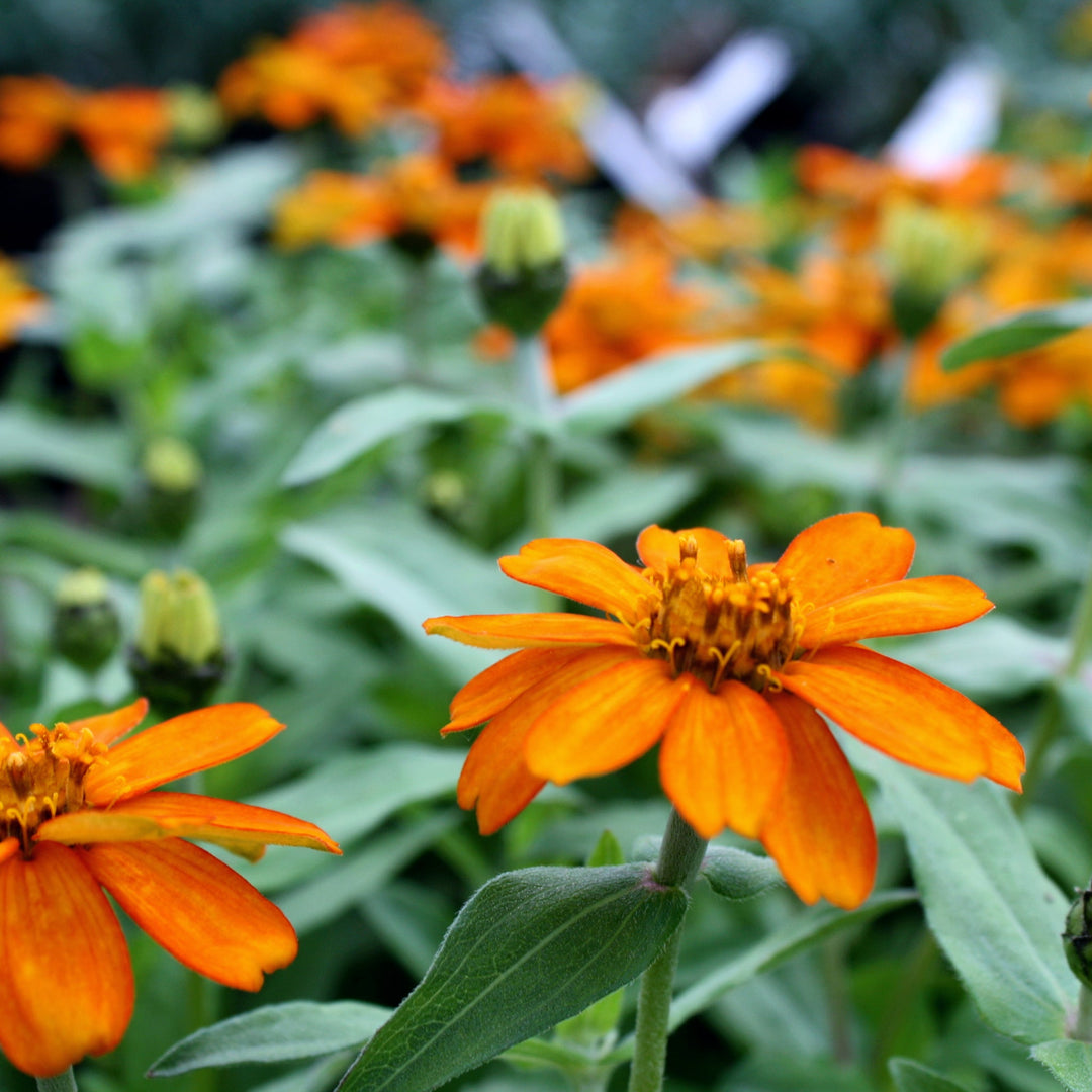 Zinnia marylandica 'ZaharaFire' Zinnia, 3-Pack Annuals