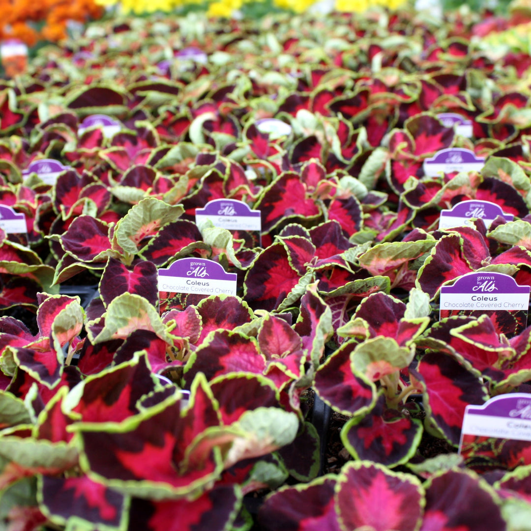 Plectranthus scutellarioides 'Chocolate Covered Cherry' Coleus, 3-Pack Annual