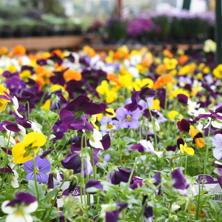 Viola Assorted Viola, 3-Pack Annual