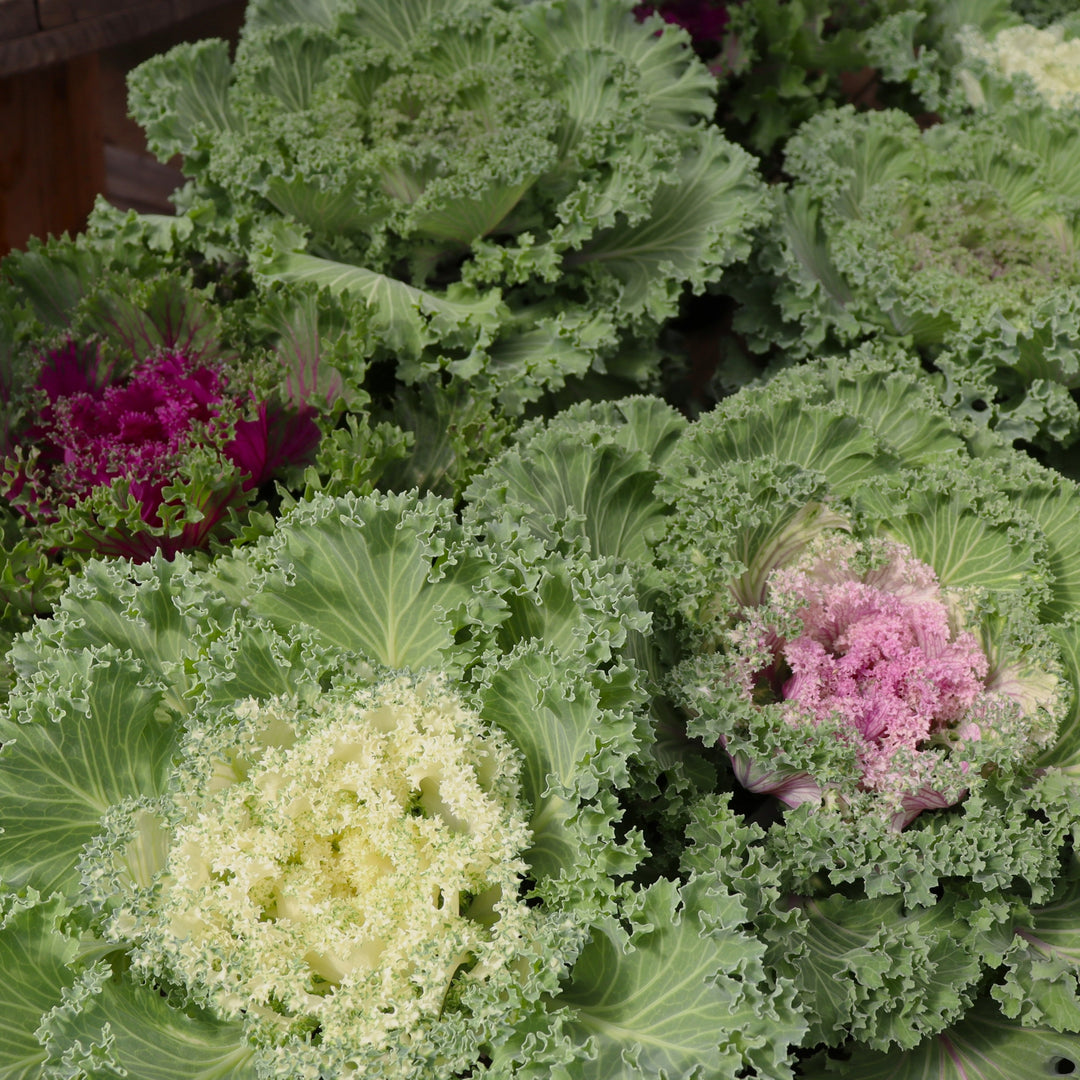 Ornamental Kale