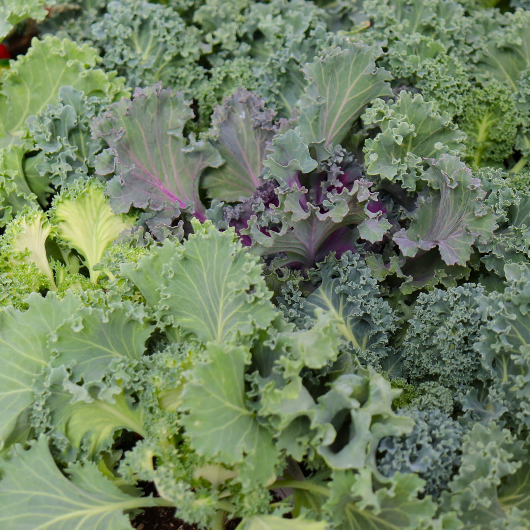 Ornamental Kale