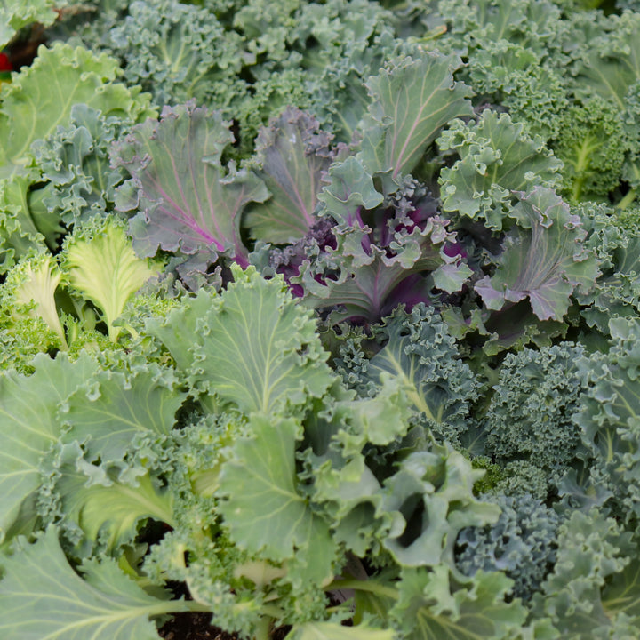 Ornamental Kale