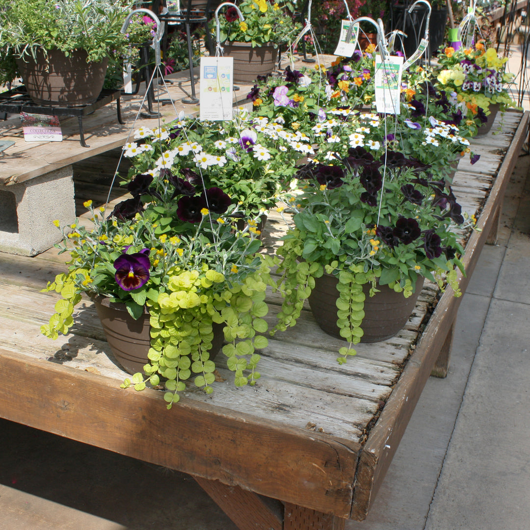 Al's Garden & Home 'Fall Mix' Fall Baskets Grown By Al's, 10 Inch Hanging Basket annual