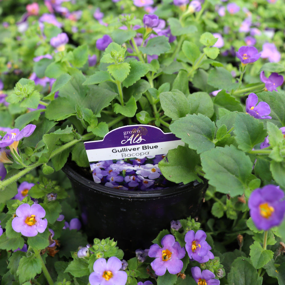 Sutera cordata 'Gulliver Blue' Bacopa, 4 Inch annual