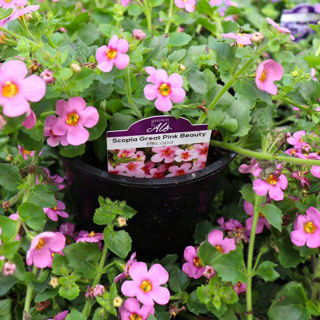 Sutera cordata 'Scopia Great Pink Beauty' Bacopa, 4 Inch annual