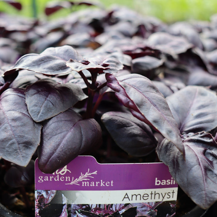 Ocimum basilicum 'Amethyst' Basil, 1 Gallon Annual
