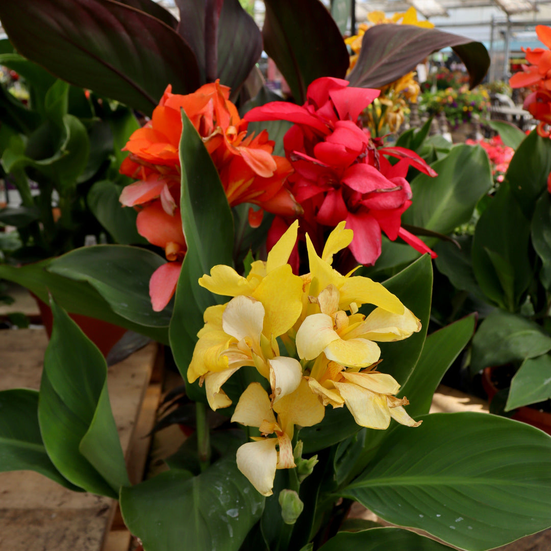 Canna Lily