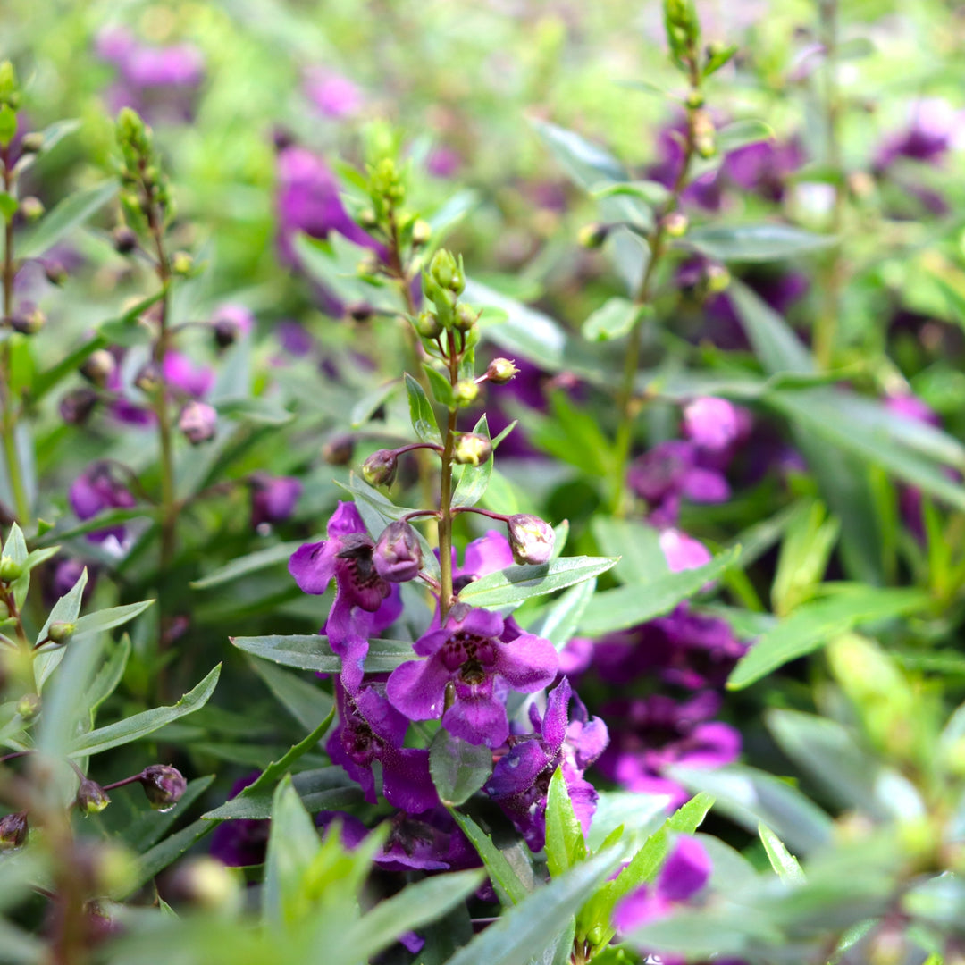 Summer Snapdragon