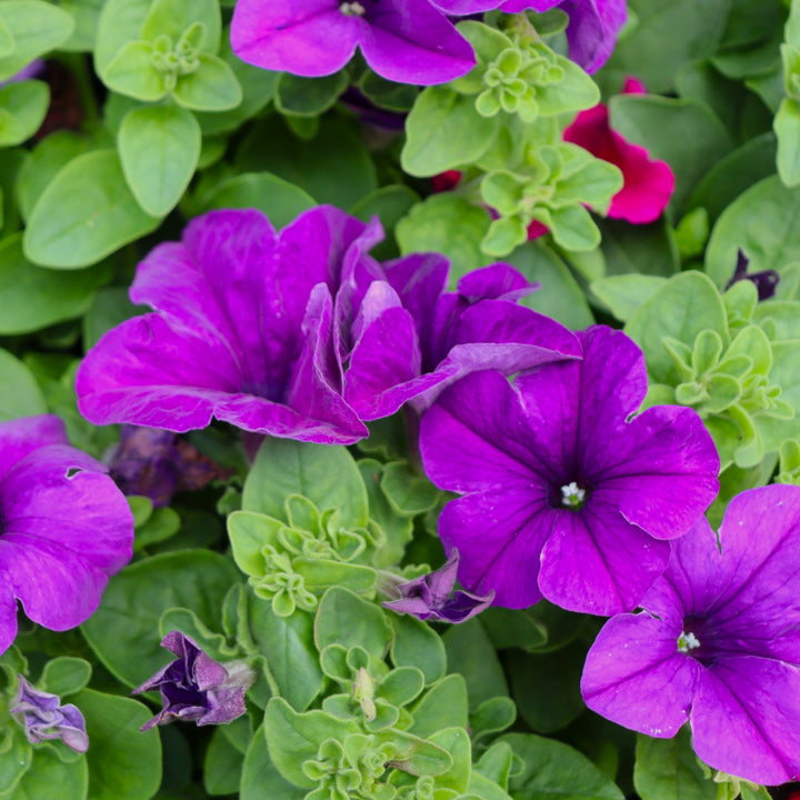 Premium Petunia