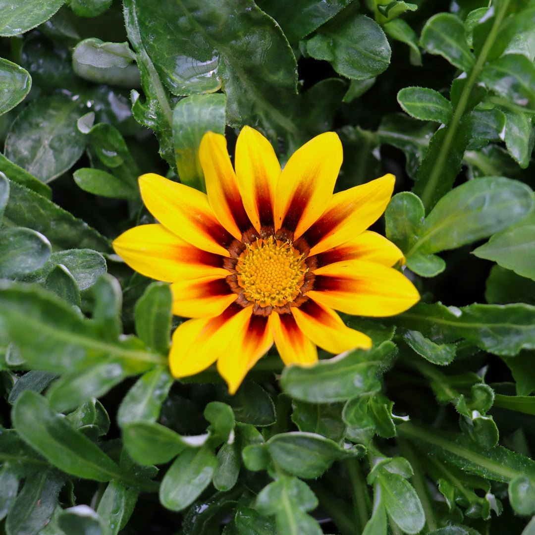 Gazania