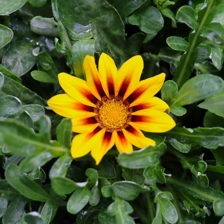 Gazania