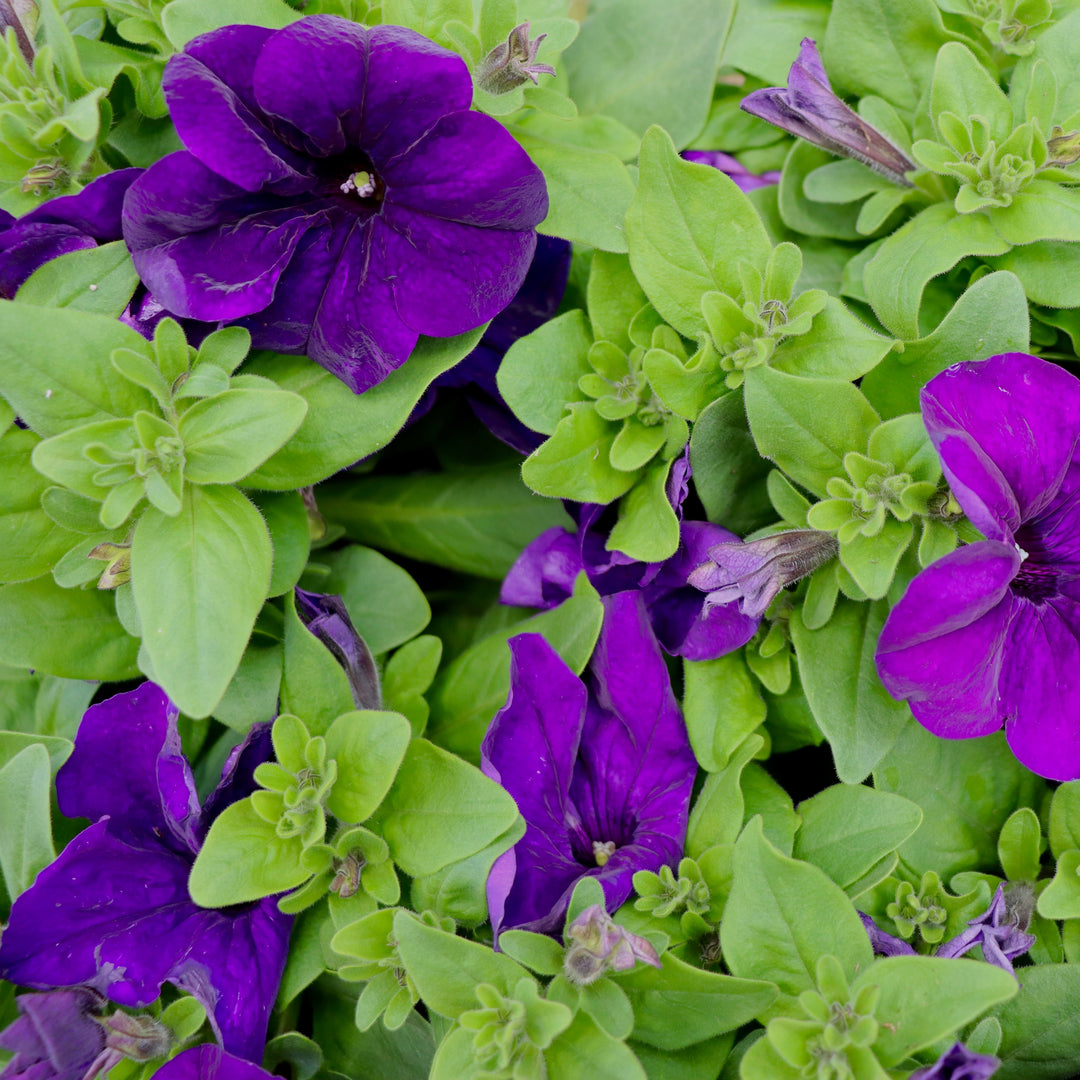 Seed Petunia