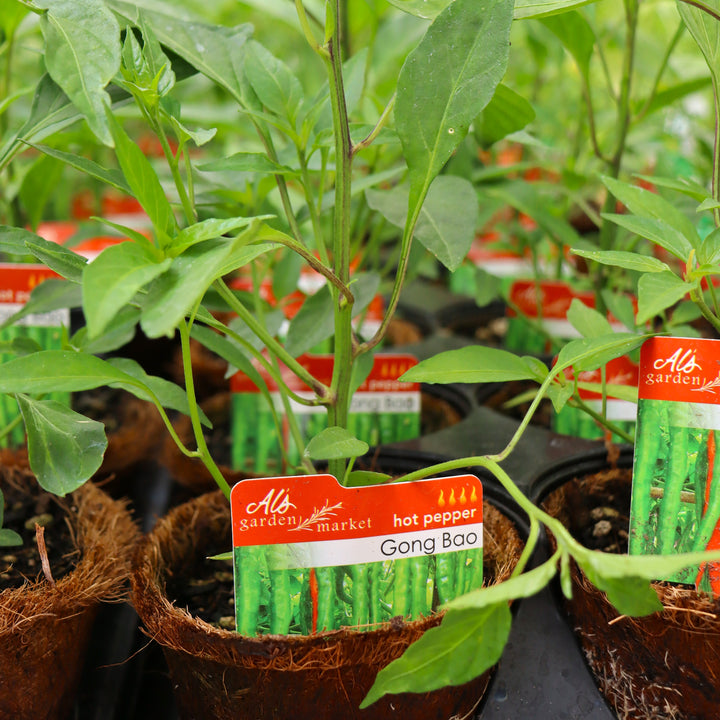 Capsicum annuum 'Gong Bao' Hot Pepper, 4 Inch Annual