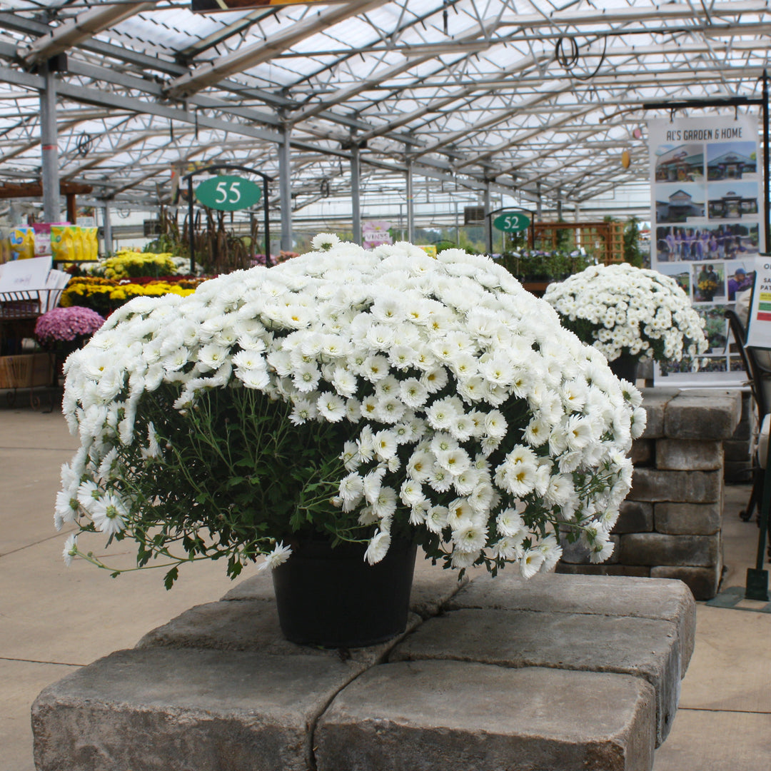 Chrysanthemum x morifolium White Mums, 8 Inch Annual
