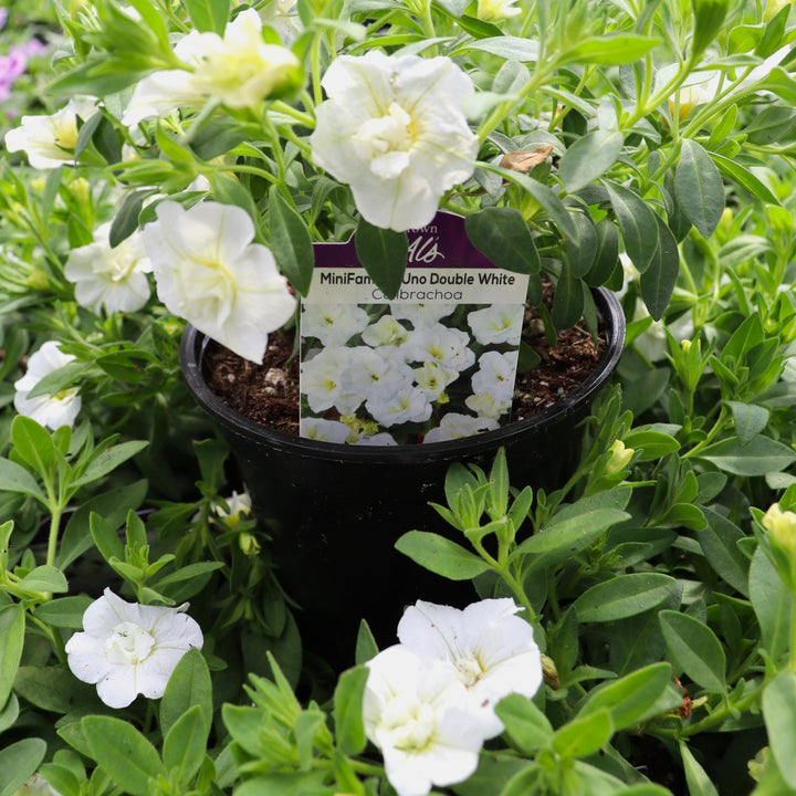Calibrachoa x 'KLECA21566' MiniFamous® Uno Double White Calibrachoa, 4 Inch Annual