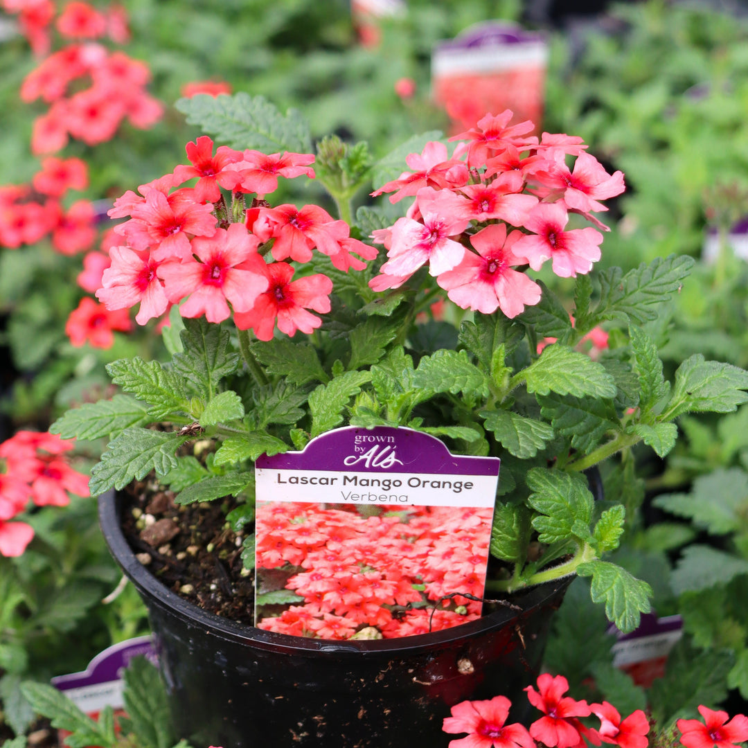 Verbena x 'KLEVP15474' PP28454 Lascar™ Mango Orange Verbena, 4 Inch Annual