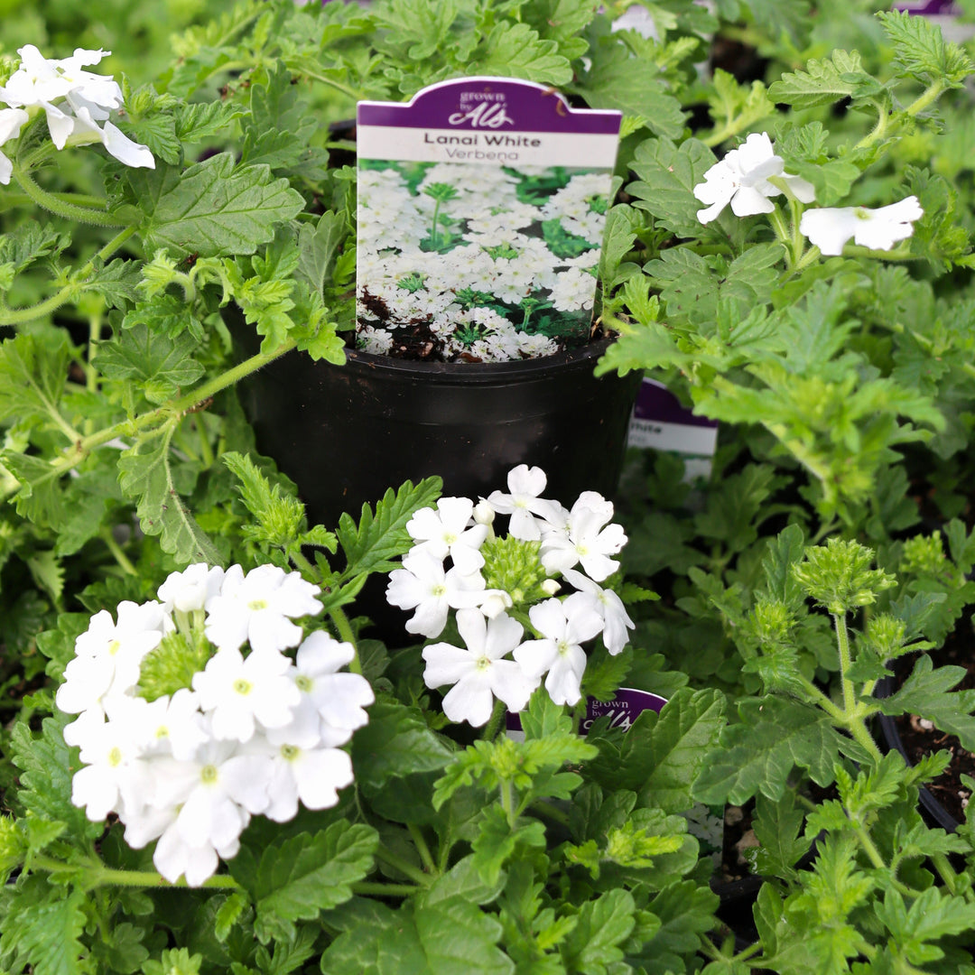Verbena x 'White' PPAF Lanai® White Verbena, 4 Inch Annual