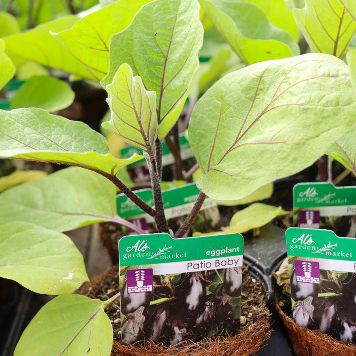 Solanum melongena 'Patio Baby' Eggplant, 4 Inch Annual