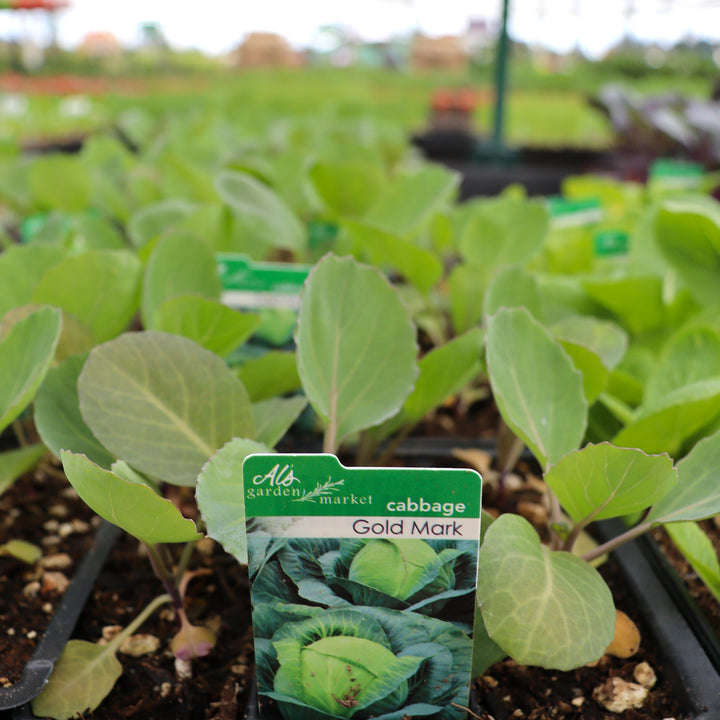 Brassica oleracea 'Gold Mark' Cabbage, 6-Pack Annual