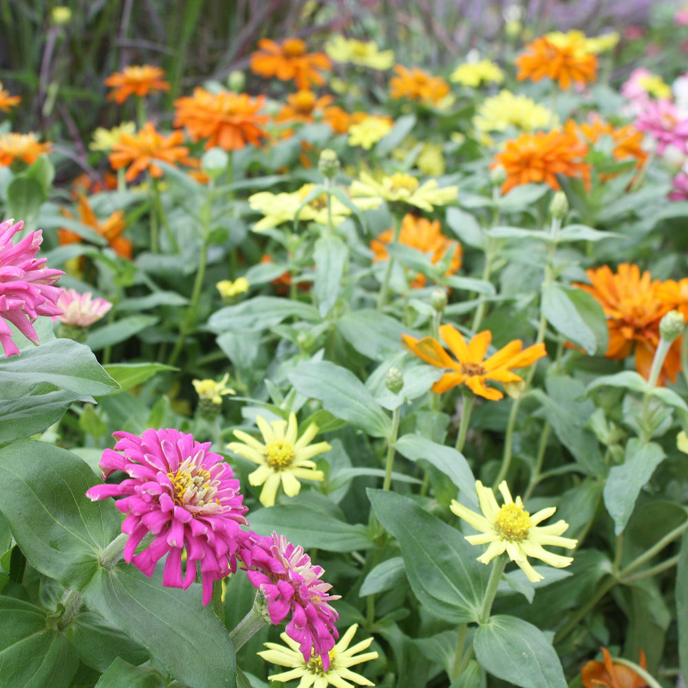 Zinnia marylandica 'Zahara Mix' Zahara® Mix Zinnia, 1 Quart Annual