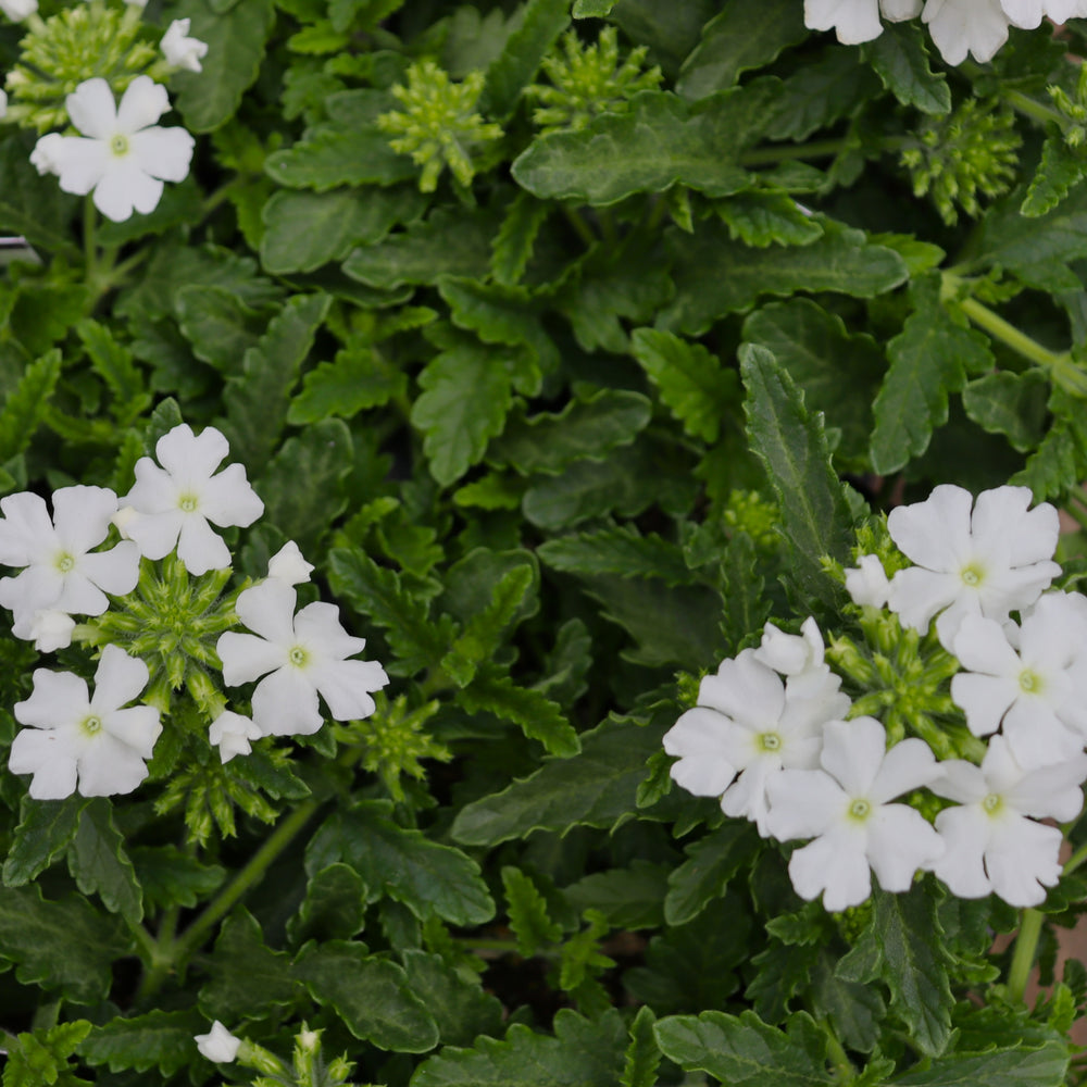 Verbena x 'White' PPAF Lanai® White Verbena, 1 Quart Annual