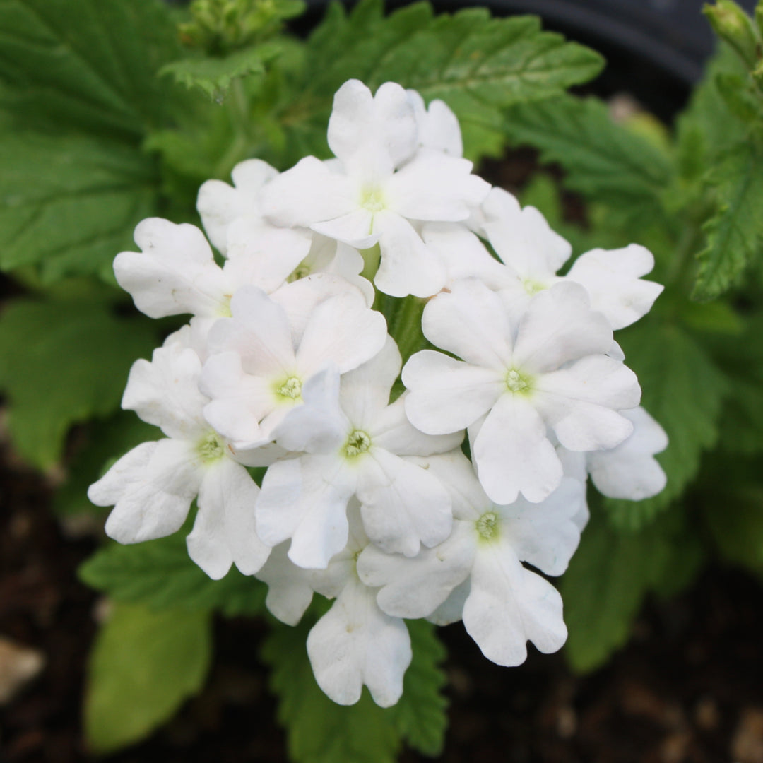 Verbena x 'White' PPAF Lanai® White Verbena, 1 Quart Annual