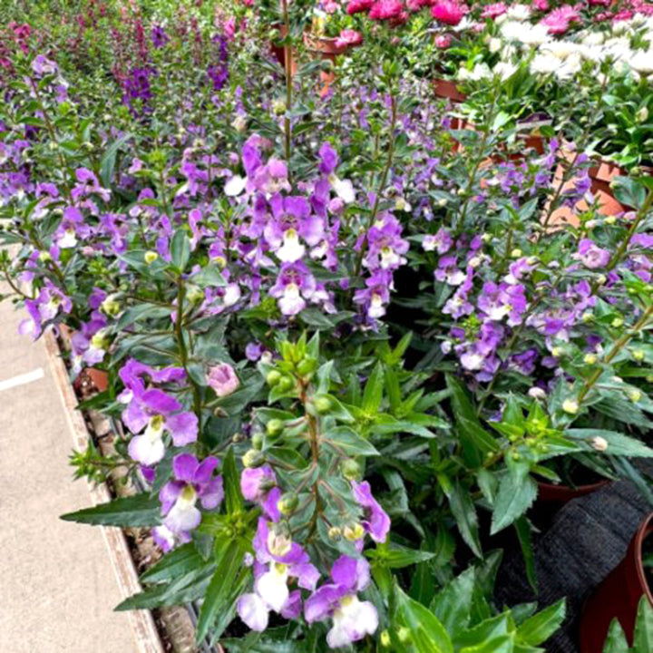 Angelonia Assorted Angelonia, 6 Inch Annual