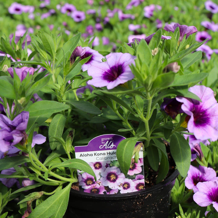 Calibrachoa x 'Aloha Hula Blue' Calibrachoa, 4 Inch Annual