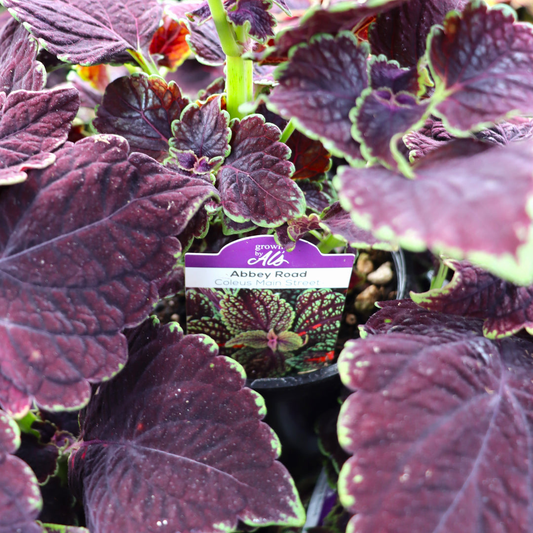 Plectranthus scutellarioides 'Abbey Road' Coleus, 4 Inch Annual