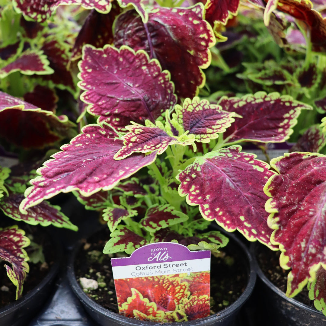 Plectranthus scutellarioides 'Oxford Street' Coleus, 4 Inch Annual