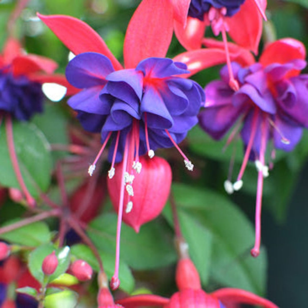 Fuchsia x 'Blue Eyes' Non-Hardy Fuchsia, 4 Inch Annuals