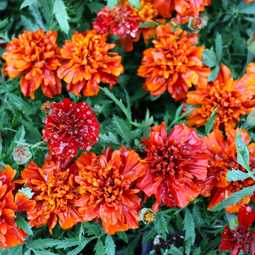 Tagetes patula 'Fireball' Marigold, 3-Pack Annual