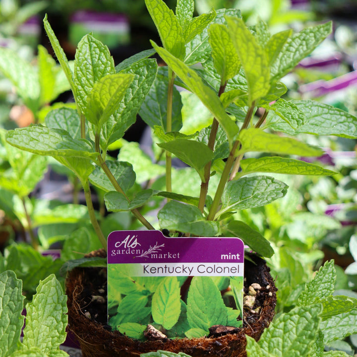 Mentha spicata 'Kentucky Colonel' Spearmint, 4 Inch Annual