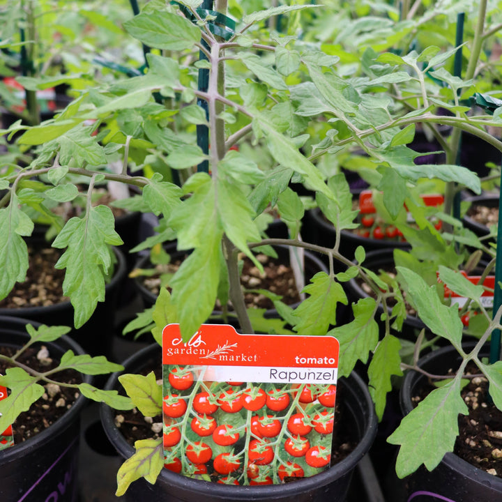 Solanum lycipersicum 'Rapunzel' Tomato, 1 Gallon Annual