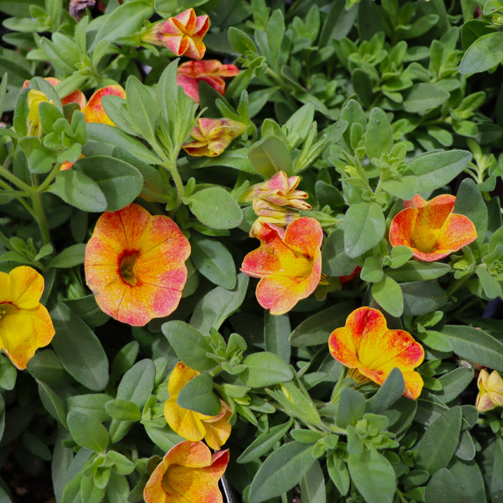 Calibrachoa