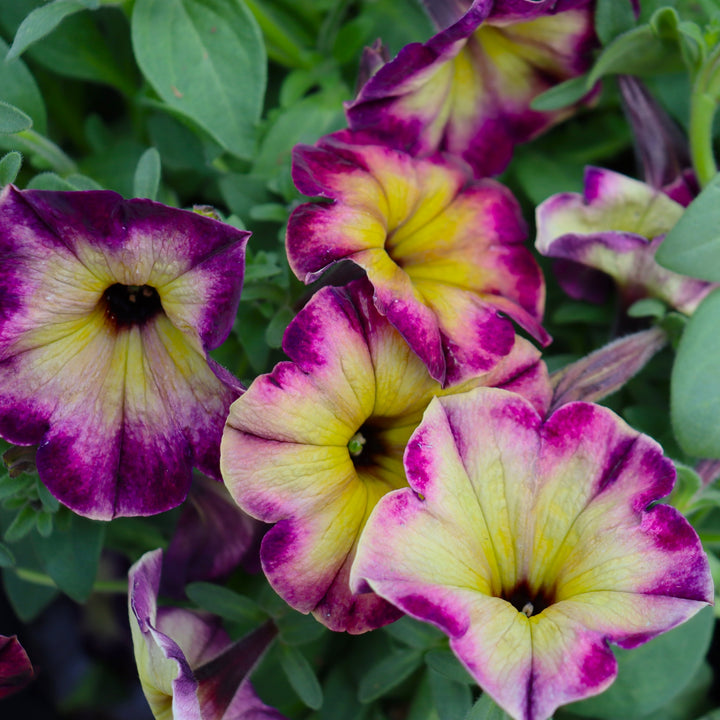 Premium Petunia